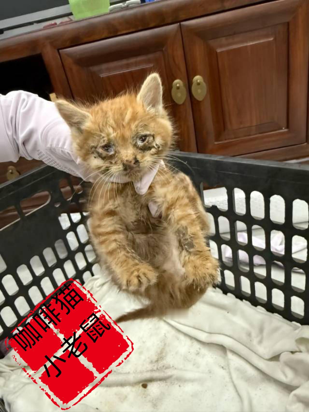 这只满身泥泞伤痕累累的小猫，竟然被一伙无良的小青年以取乐的方式，将她残忍的丢弃在