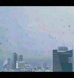 以色列的废墟之下，必定还有大量遇难者遗体未能挖出，任由腐烂。成群乌鸦在特拉维