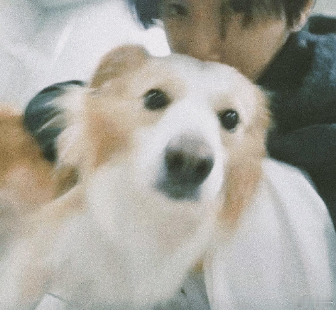 展轩和狗狗贴贴合照展轩你的双眼里只有仇恨展轩：你的双眼里只有仇恨展轩和狗狗贴贴