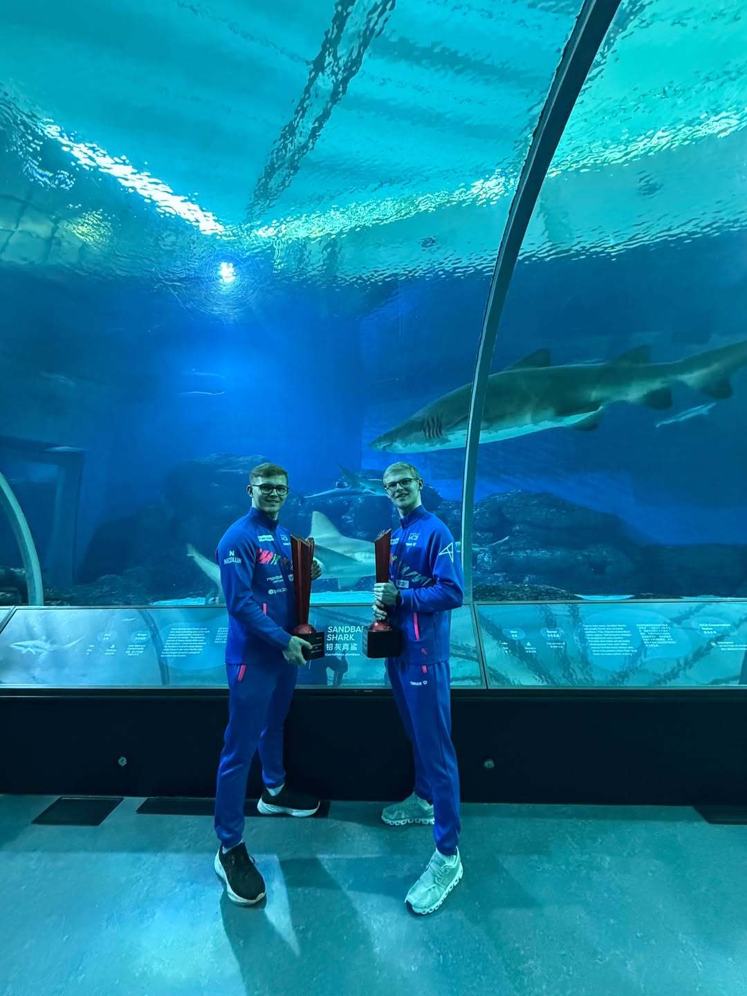 我们可不是海豚❌🐬我们是鲨鱼✅🦈