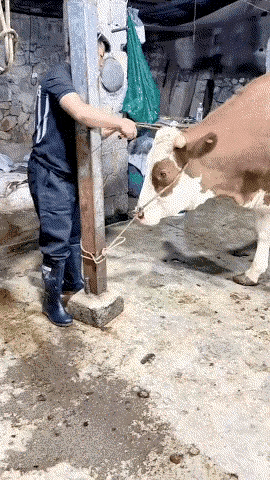 小伙子杀牛不带刀，800斤牛一招暴击。比老虎还猛，但有点手段残忍，趁牛不注意下