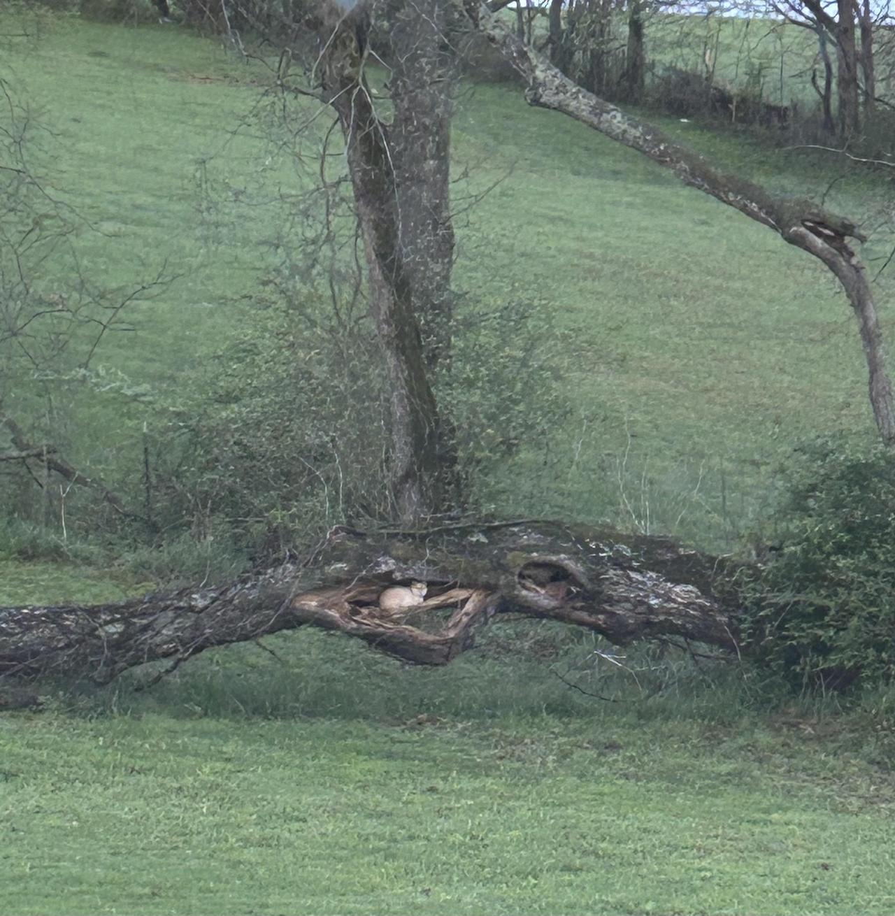 一棵老柳树的树干上有个大洞，里面住着一只猫，形成了独特的“猫屋”。这只猫很强大，