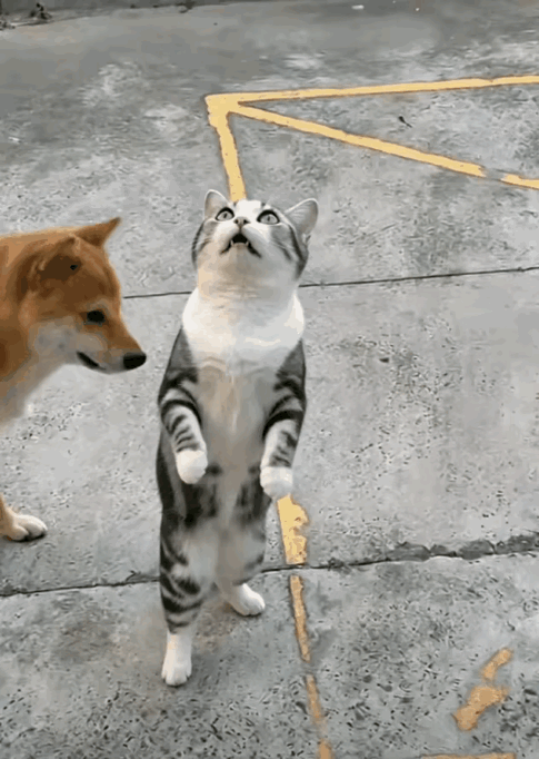 狗子：猫弟，你在瞅啥呢[呲牙笑]