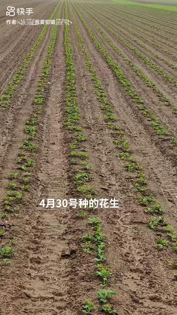 4月30号种的花生。或我爱犯错水。
