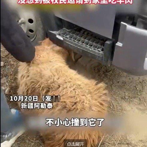 一段“女子自驾撞羊反被牧民请吃全羊宴”的视频火了。画面里，旅行博主王阿阿在阿勒泰