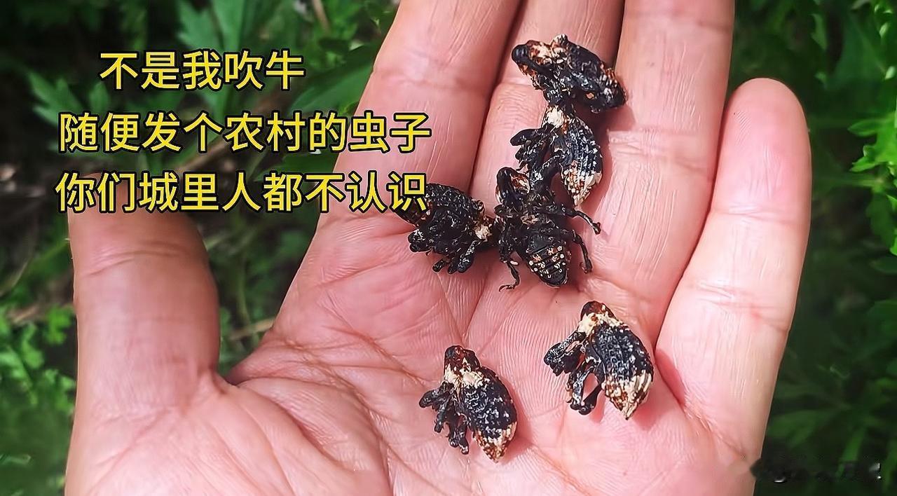 以后千万别轻易说自己要回农村了，农村的虫子你都不认识，不信请说出这是什么虫？