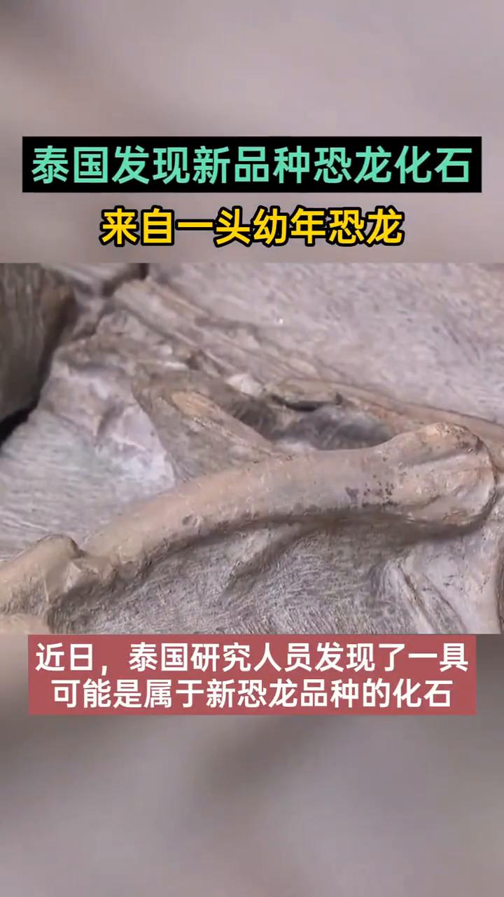 泰国发现新品种恐龙化石，来自一头幼年恐龙。近日，泰国研究人员发现了一具可能是属
