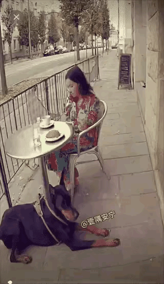 午后咖啡桌旁，女子正享悠闲时光，桌下的狗狗却突然打破宁静——它猛地跃起，撞向主人