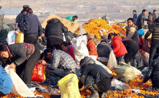 广西280亩瓜田遭村民哄抢，瓜农阻拦受伤损失两万，村干部竟称“以为没人要”！