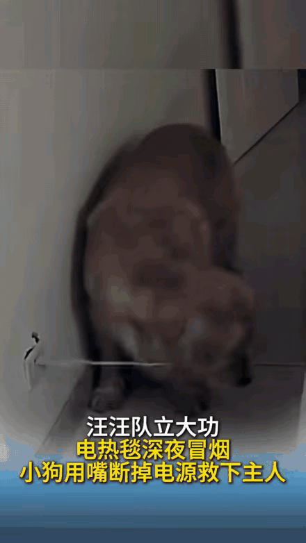 太有灵性了！吉林，一女子半夜熟睡时，床上的电热毯突然冒烟了，家里的狗狗最先察觉到