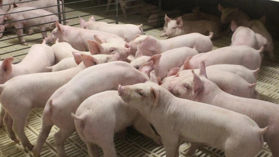 每卖一头猪亏五百块，这种事已经持续半年了。不是小散户，是整个行业。最离谱的地