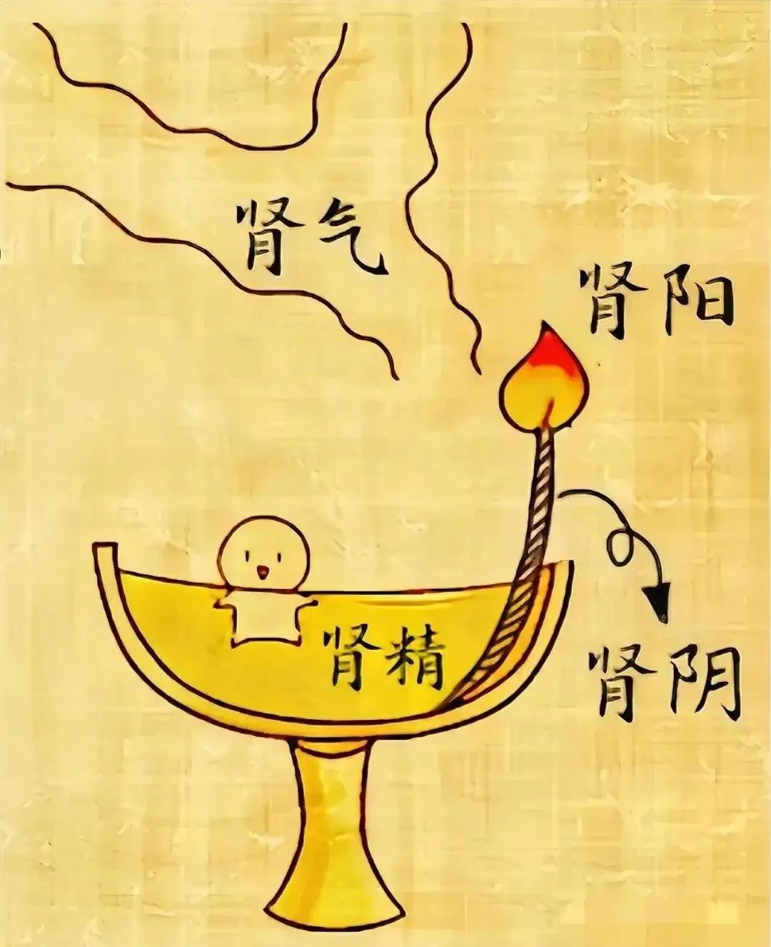 一文读懂卫气的“来龙去脉”：生发于肾，取资于脾，源出于肺卫气，顾名思义是人