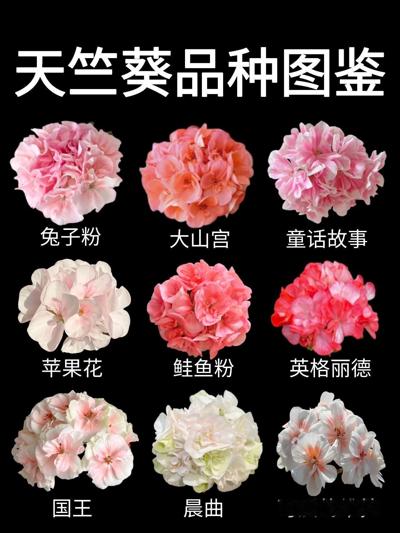 天竺葵是特别好养的观赏花，花叶都有看点，还带着实用价值，新手也能轻松驾驭。它的花