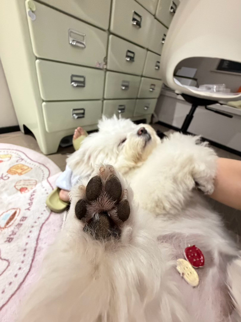 萌死我了小肠鹅