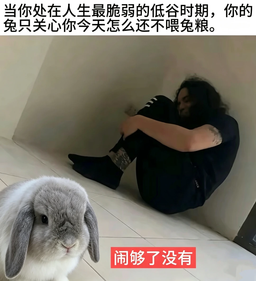 兔只关心你今天还喂不喂兔粮