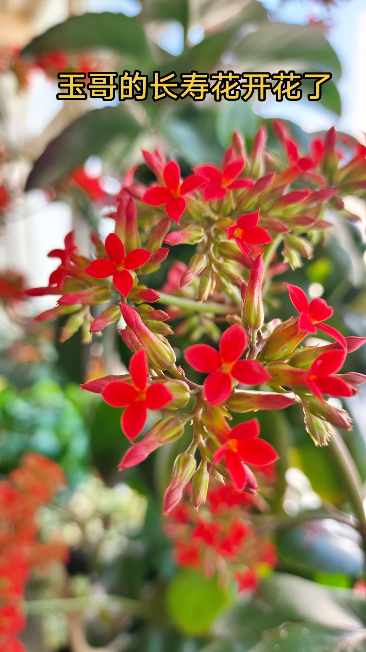 玉哥的长寿花开花了长寿花长寿花开花开花