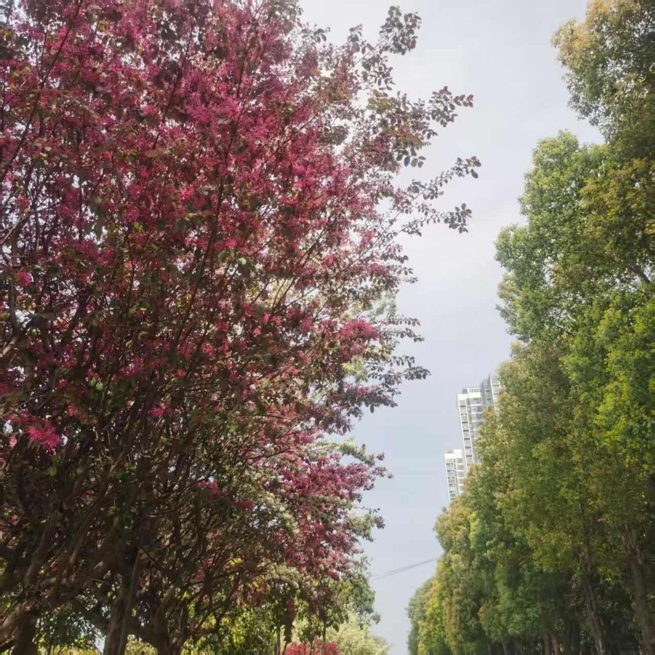 中秋节快到了，我好想儿子给我们送礼啊。可，看样子，我与老公大概得不到儿子儿媳送我
