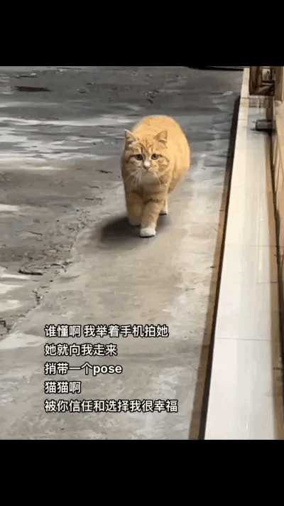 猫猫的身份证照！这个猫猫的猫步走的好标准，坐姿也非常端庄，是一只优雅好猫猫！小姐