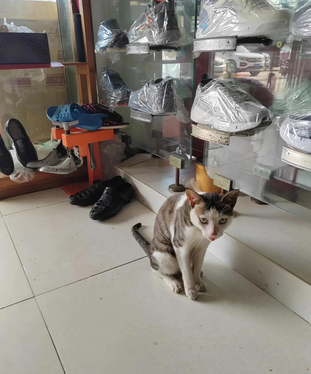 捡到一个流浪猫，你一投喂它它就不走了，十几天就长好了，天天为作你的脚转！