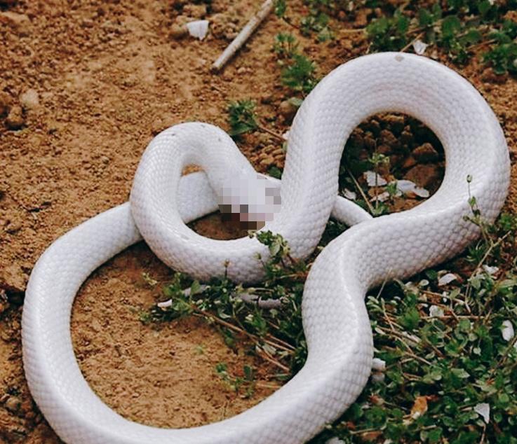 古时，有一男子去粮仓取米，发现有一条白蛇盘坐在粮仓上，男子正想用锄头把白蛇打死，