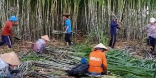 越南变化确实大，以前喊越南人过来广西砍甘蔗，一天50元人民币，后来变100人民币