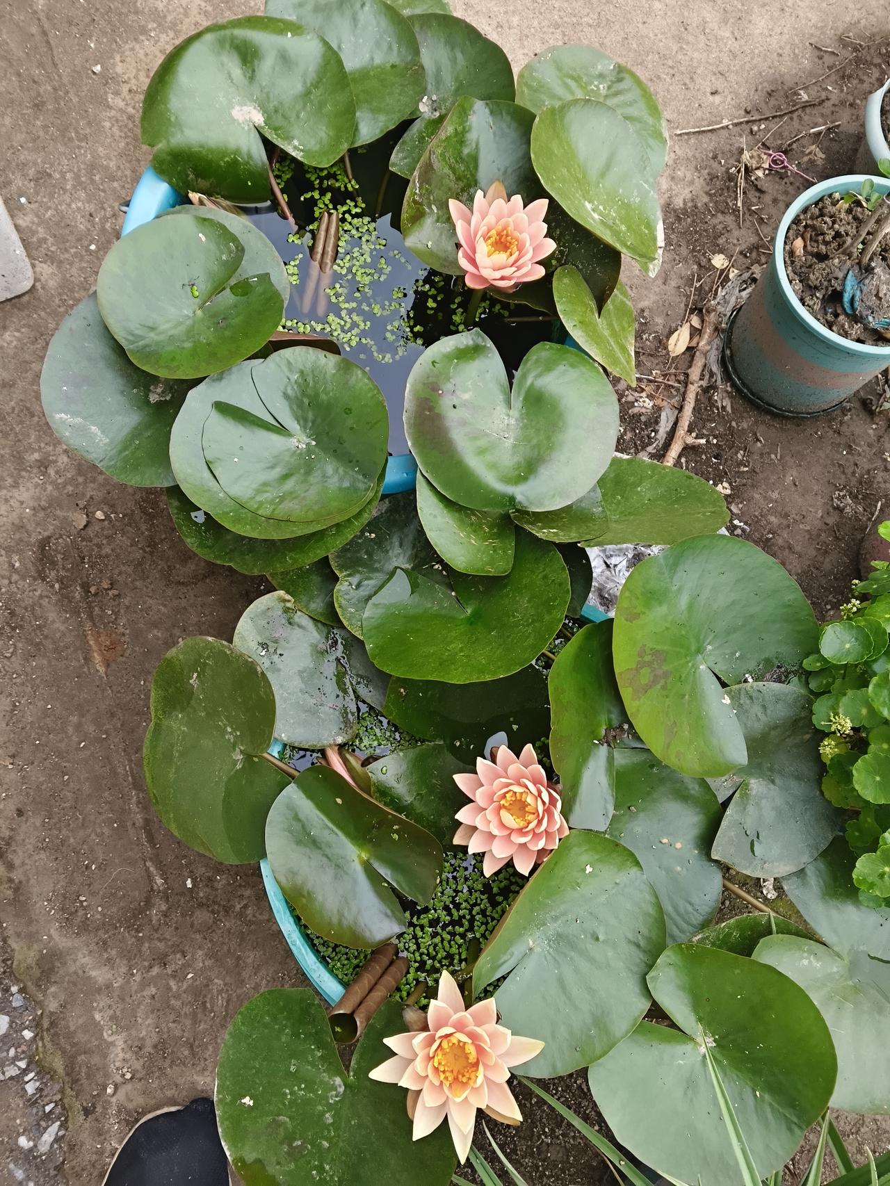 睡莲开第二茬花了，好养好看，推荐养花菜鸟入手