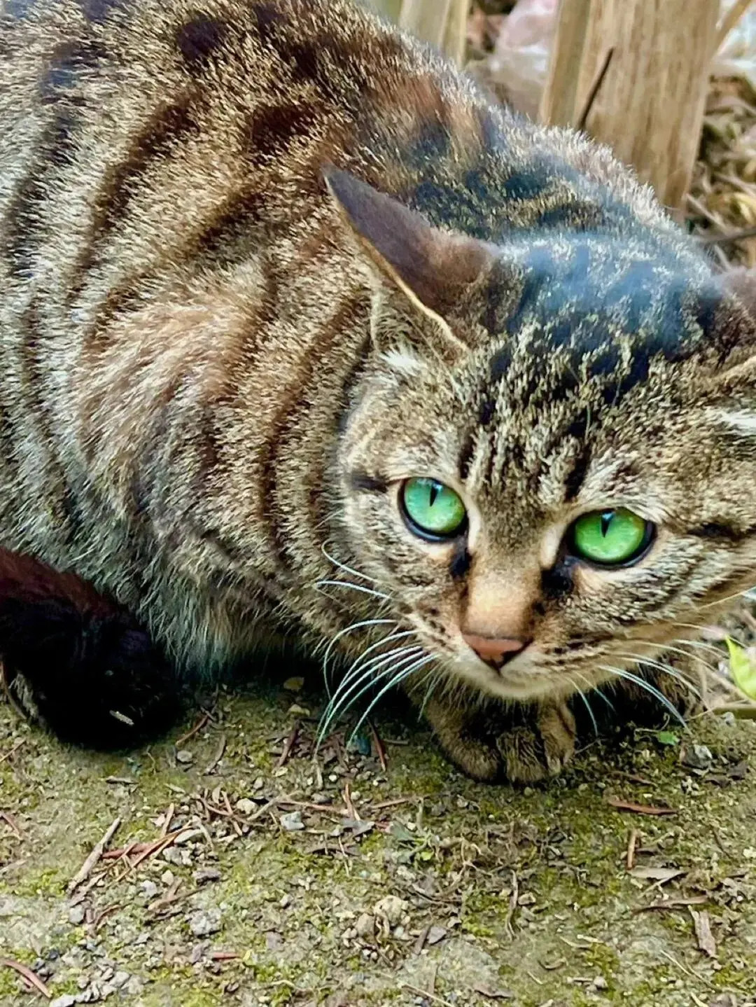 好漂亮的梨花猫眼睛像绿宝石一样狸花猫
