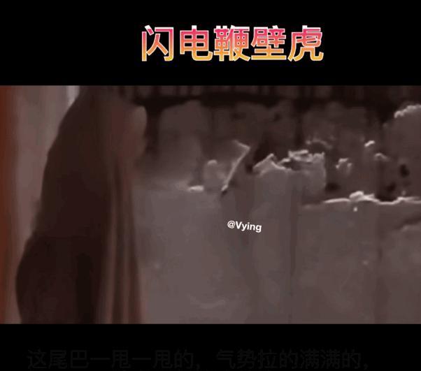 闪电鞭壁虎，这尾巴一闪一闪的，气势相当足呢！据悉，壁虎尾巴发光有两种方式。