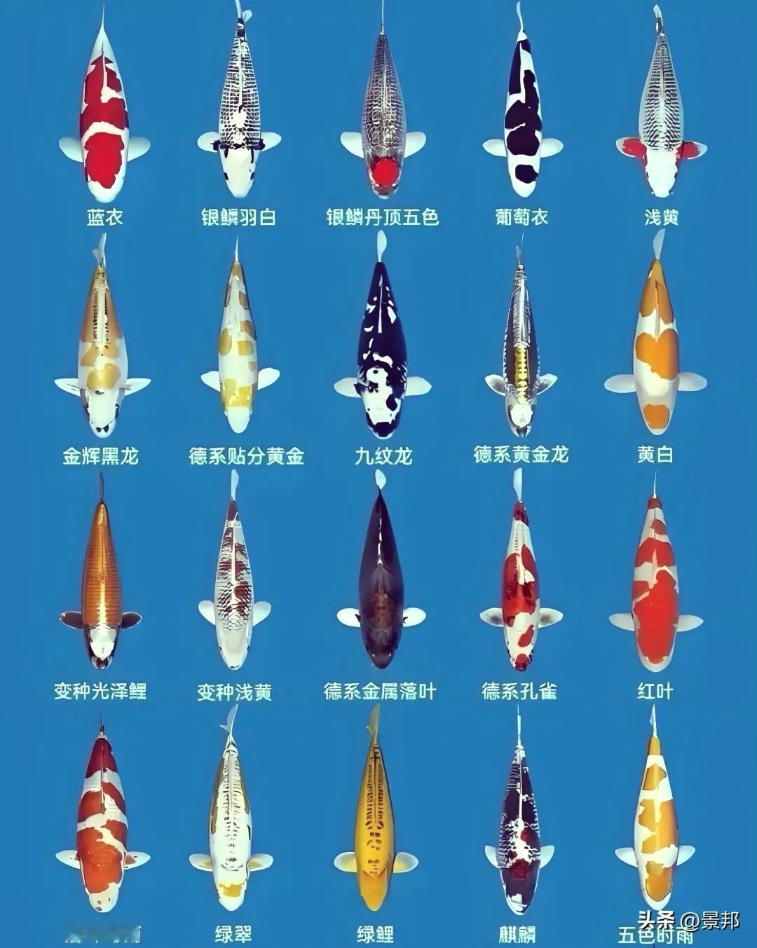 养鱼必看！锦鲤到底分多少种？带你认全这些“水中活宝石”！一提到锦鲤，大家脑子