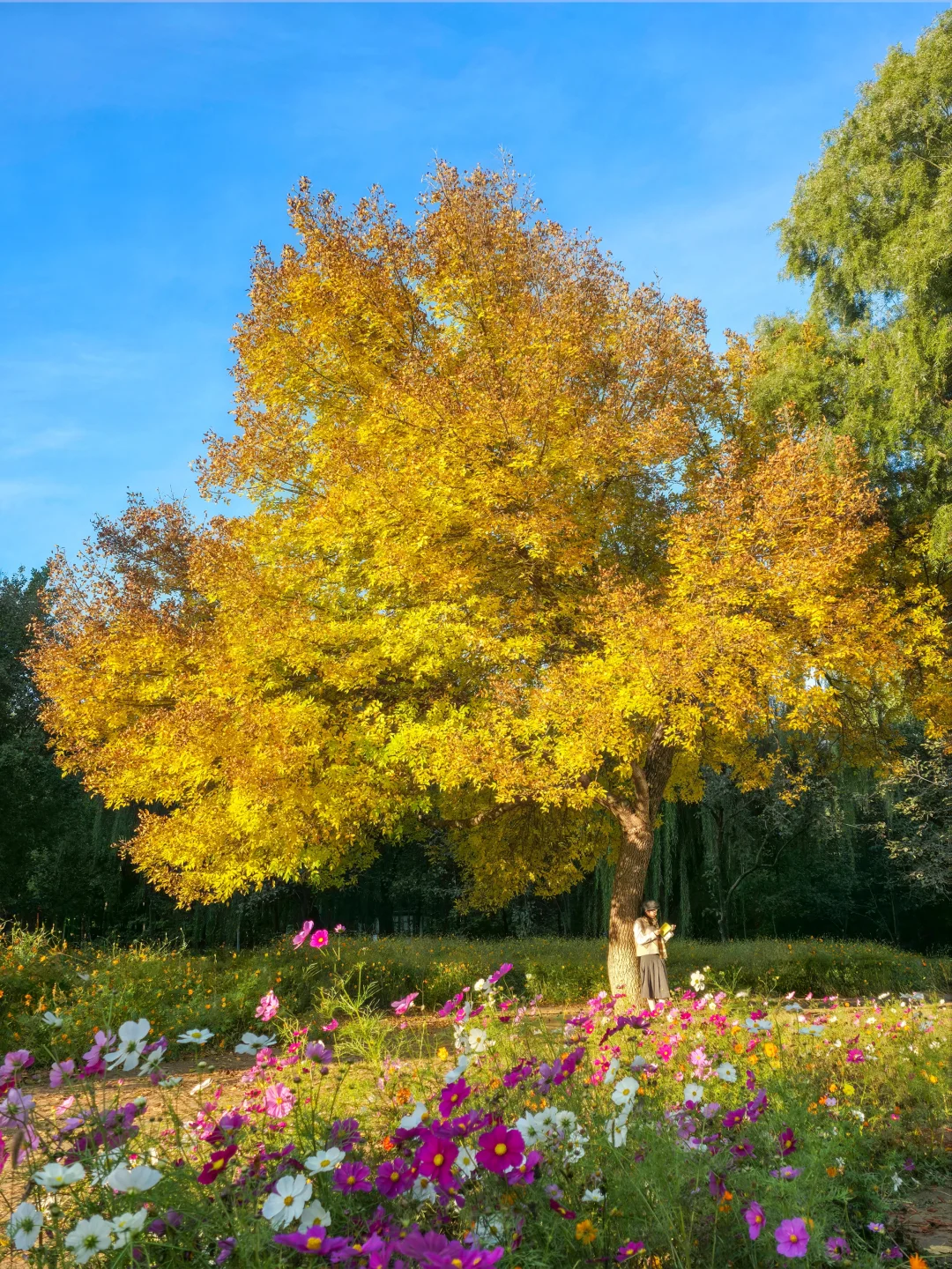 这个秋天，我在北京拍到的🔟个绝美瞬间