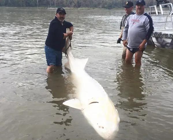 谁能想到钓鱼钓出个“大家伙”，还吓得小伙当场放生后赶紧打110？这操作看着慌，实