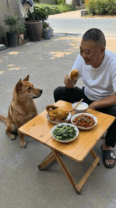 阿黄太逗了！主人开饭喽！今天不算丰盛，一盘青菜，一盘青椒肉丝，一盘烧鸡，阿黄坐