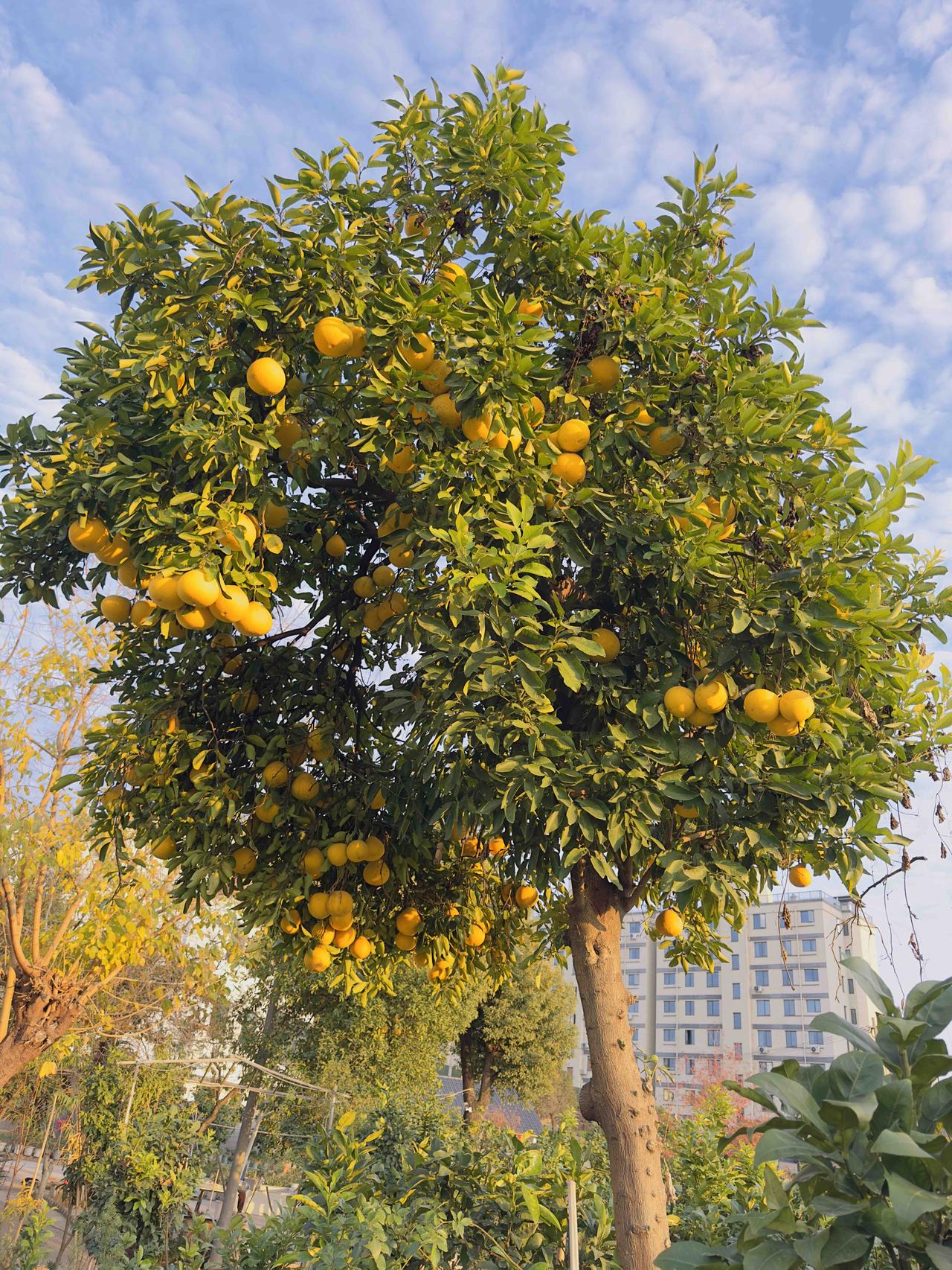 对于这棵树，终于拍到我满意的相片了：夕阳的余晖金光闪闪，云影斑驳的背景下，硕果累