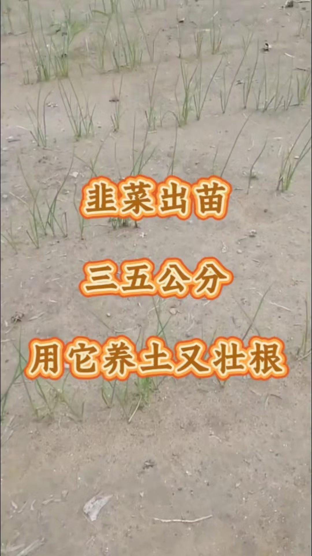 💡韭菜苗出齐后正是养护关键期，但老菜地重茬易出问题。推荐"韭菜菌无忧"，幼苗长