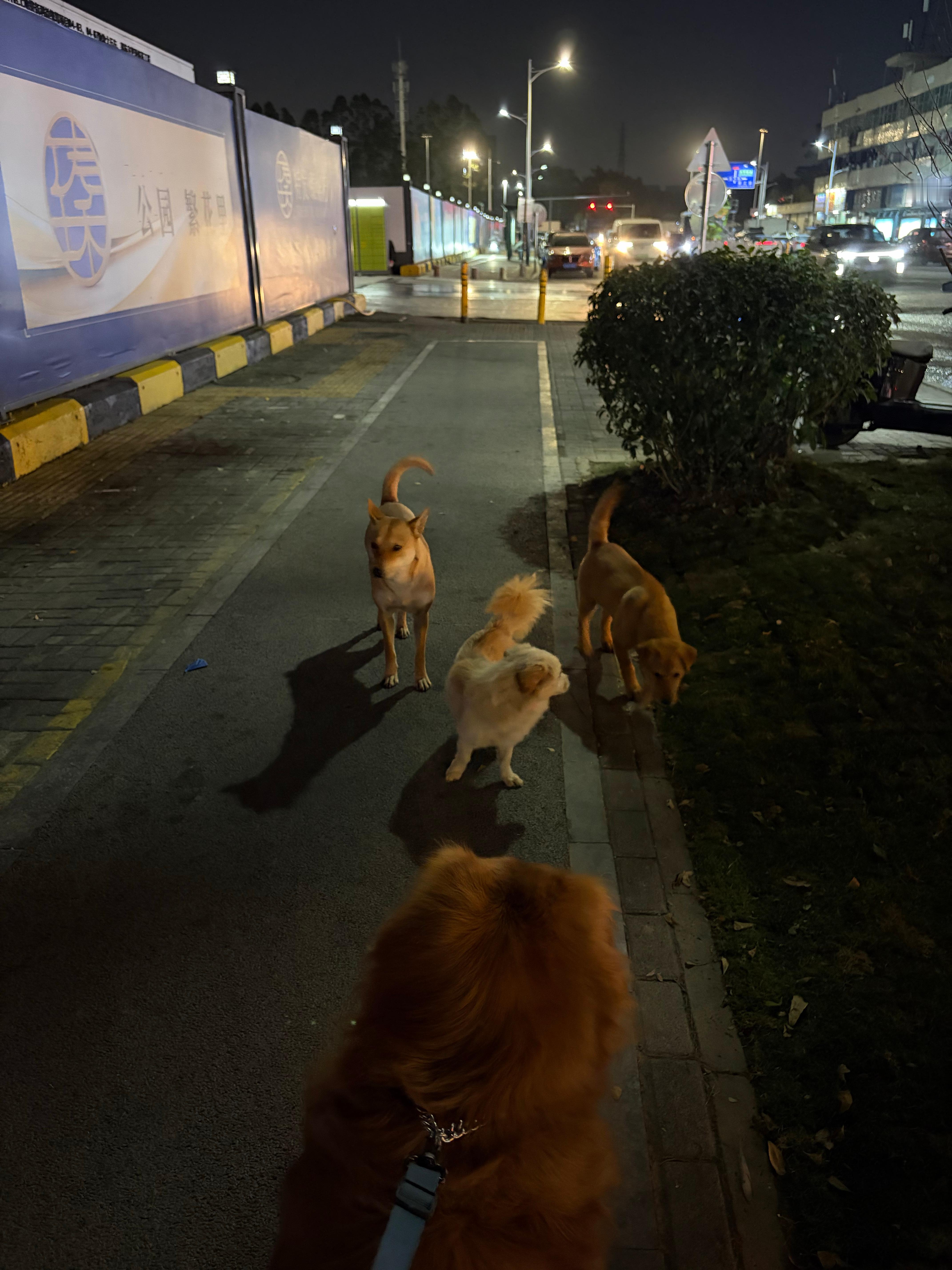 大半夜遛狗路过一个工地门口，我一直觉得工地门口的狗战斗力很强，老大看这架势想一挑