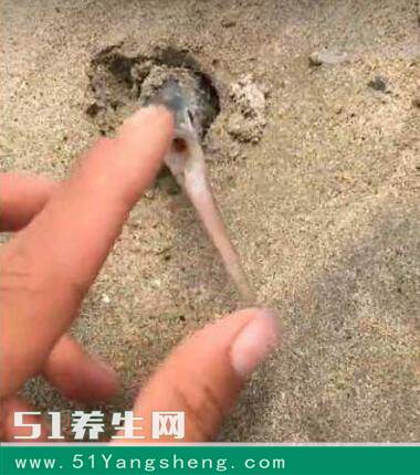男子野外游玩发现沙堆里露出一对“眼睛”, 拽出后一看, 结果是它, 惊喜万分!