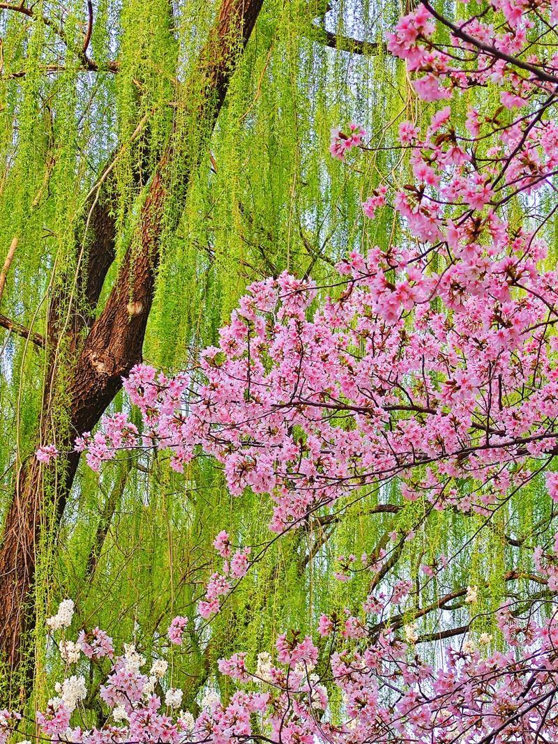 上联：缕缕春风花恣意；（图片来自网络）