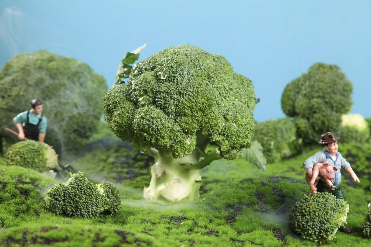 最近预制菜讨论得火热，里头的西兰花成了焦点，罗永浩之前还质疑西贝：“没加防腐剂，