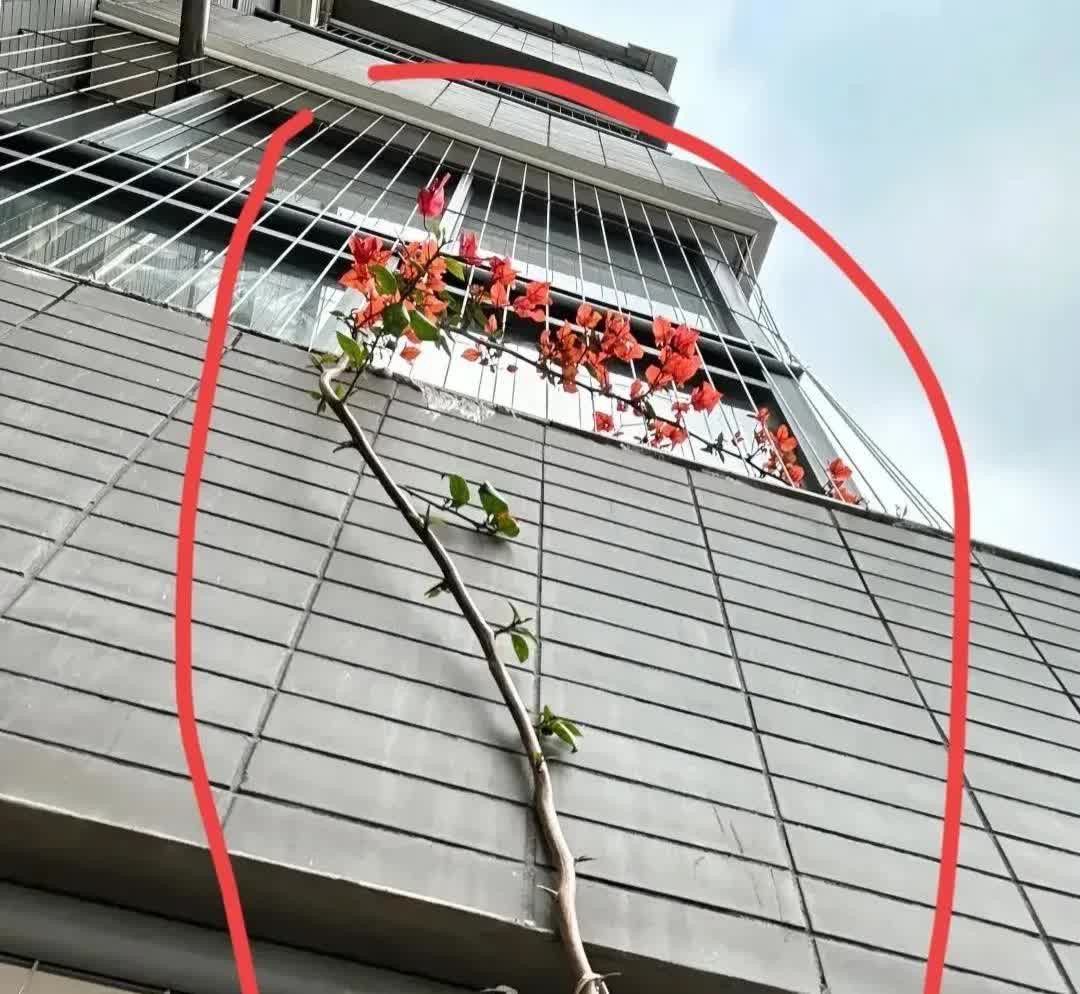 重庆，一名女子养了一盆花，这盆花长势太好，不知不觉顺着外墙爬到了楼上邻居家的窗台