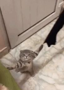 铲屎官听到在房间里玩耍的猫咪忽然不停喵喵叫，走过去一看……