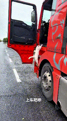 嘞个嘞！咱开大货的大哥也太暖心了，妥妥的流浪猫大恩人！跑长途的