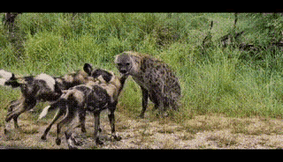 落单鬣狗遭野狗围堵，全程死守要害，最怕祖传掏肛术被反杀：“肛肠科主任”鬣狗让野狗