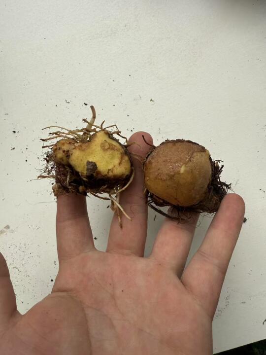 彩叶芋新鲜夏球3-4cm胖墩