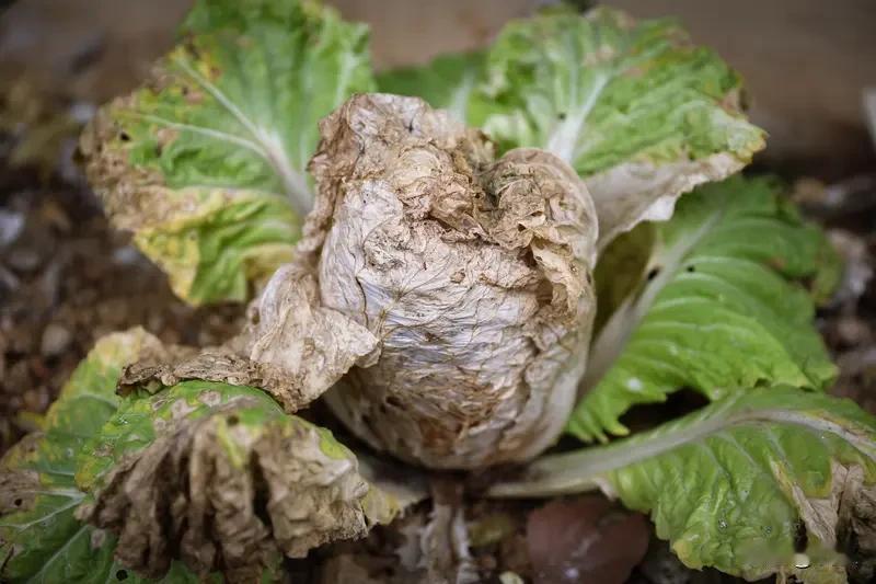 网上吹得神乎其神的自制有机肥，烂菜叶直接覆土真的可行吗？很多种菜博主都分享