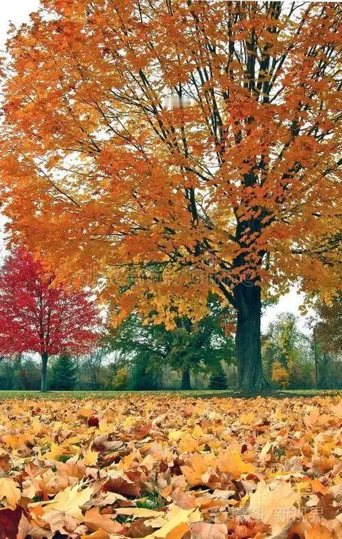 初冬礼赞初冬已到风送凉，树木早上挂冬霜。落叶飘飘铺树下，化作春泥树更旺！