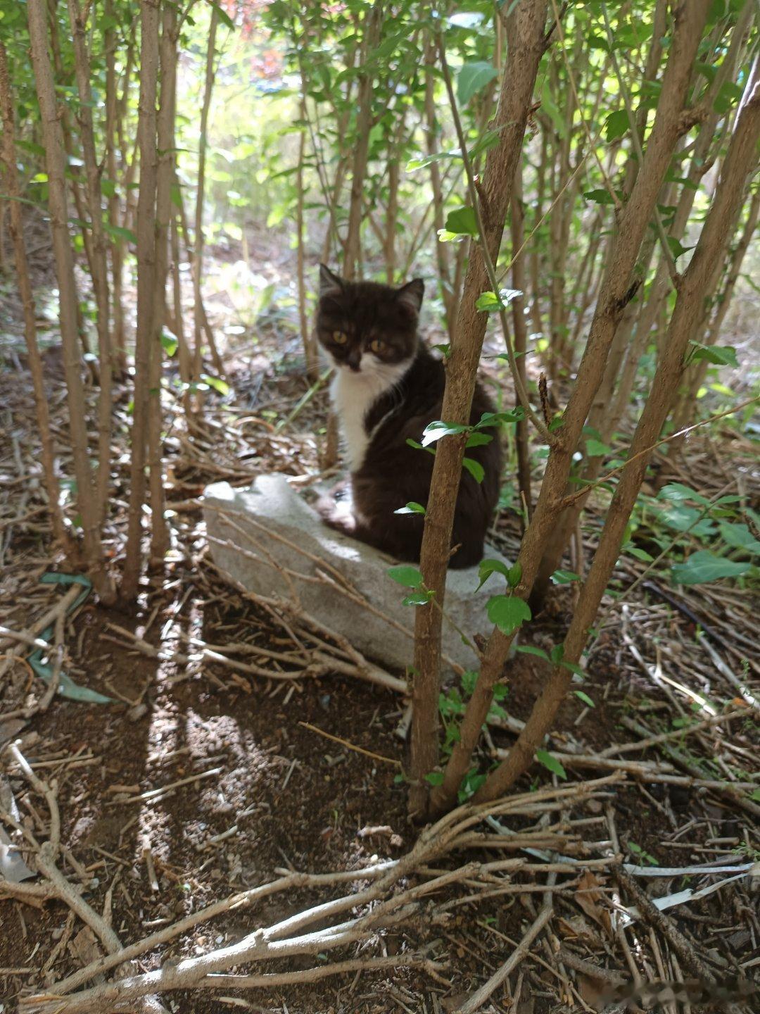 猫我在这里睡就不会被打扰了，刚躺下，就来一个扰猫清梦的家伙🐱猫我在这里睡就
