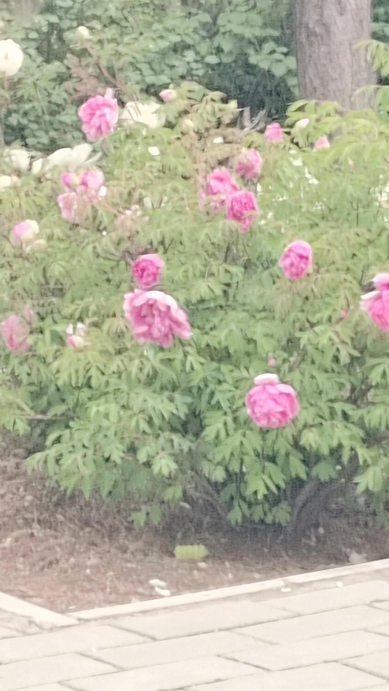 粉色花海，浪漫绽放，春意盎然！🌸🌸🌸漫步在这片粉色花海中，每一朵花都像是春