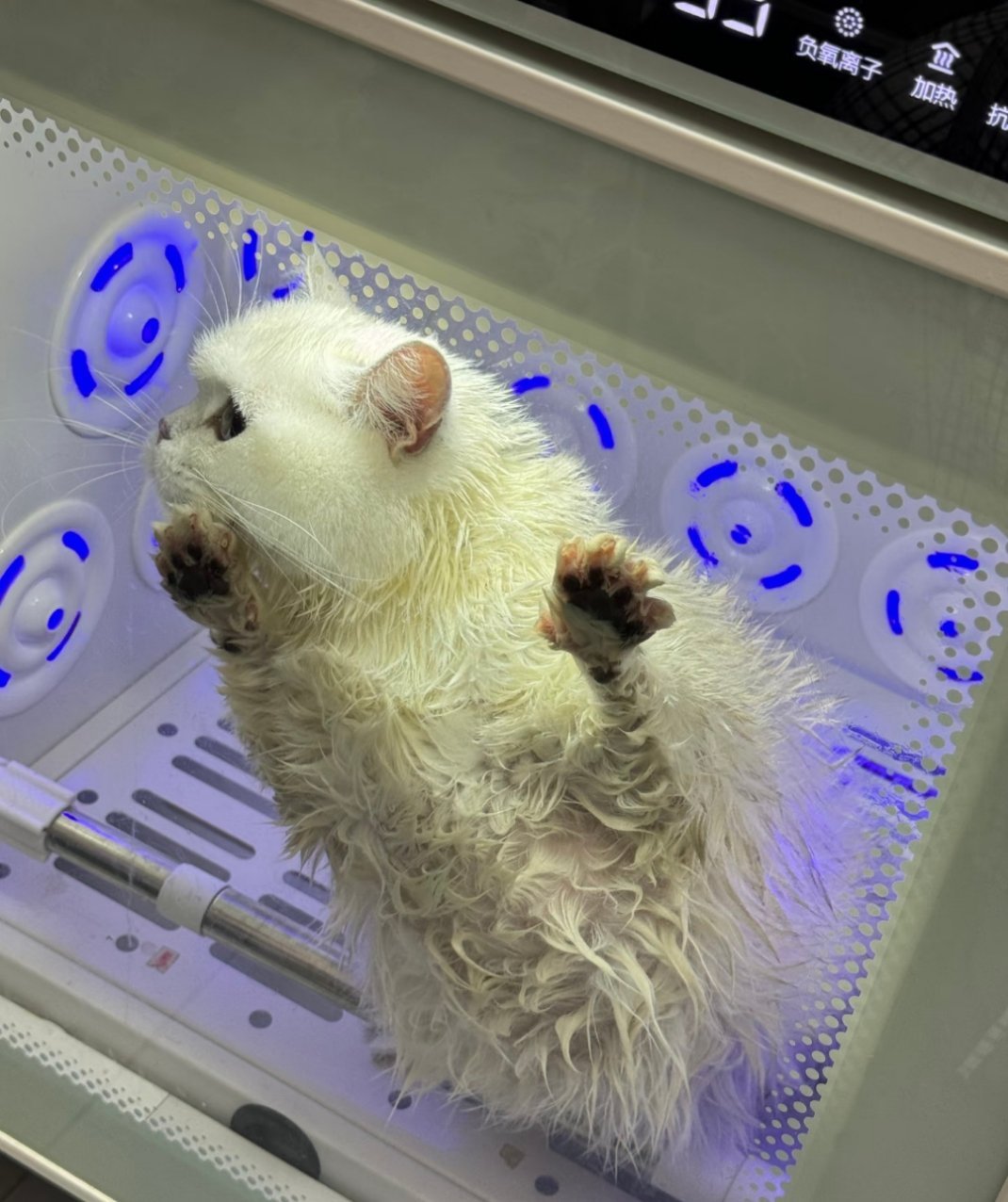 谁懂啊真的特别可爱，猫猫洗澡