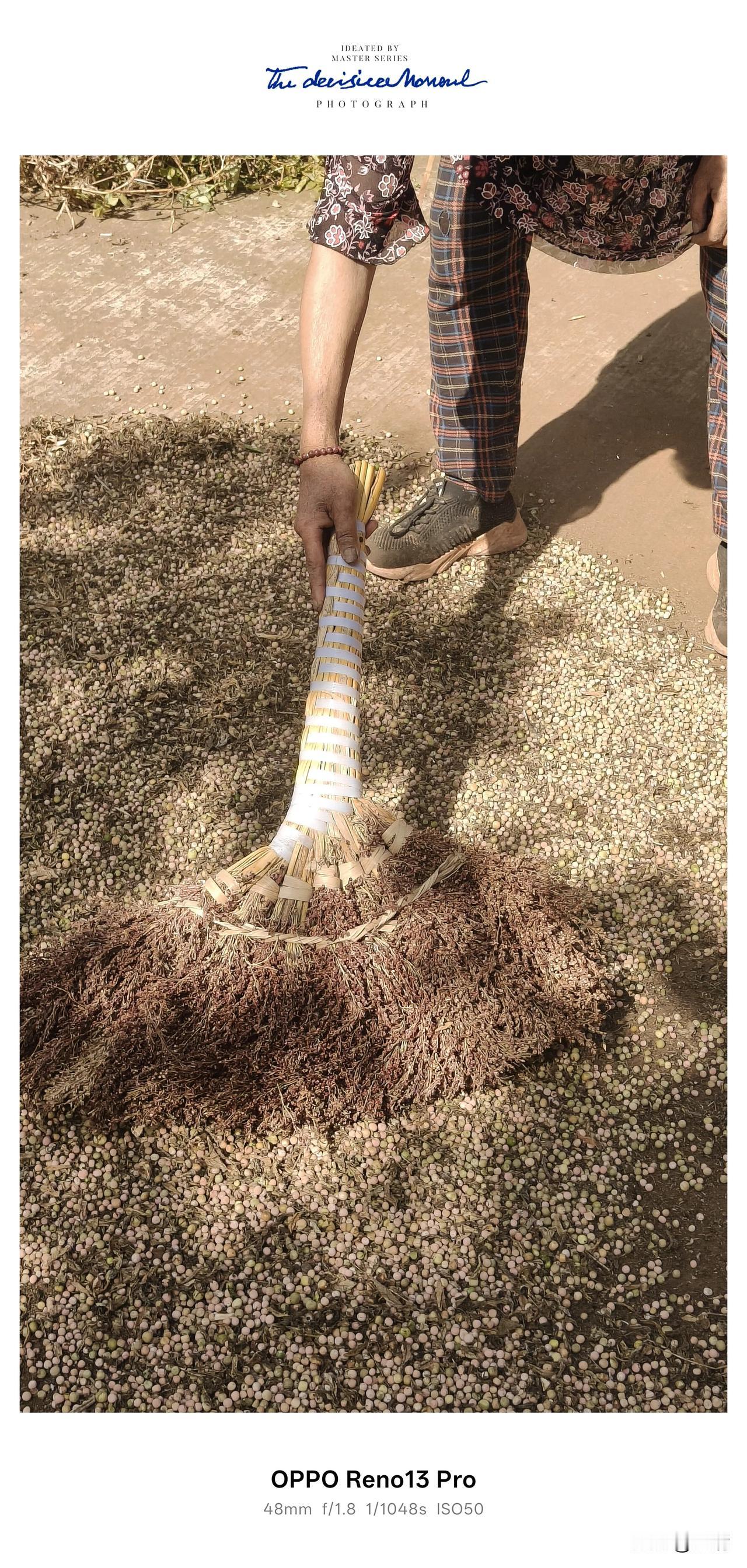 农村正是农忙的季节，前期种玉米，花生，播稻谷，现在就是收豌豆，胡豆，油菜籽的时节
