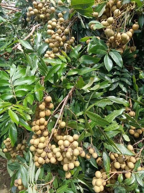 夏天水果龙眼，广东茂名储良值得打卡！